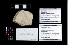 Foto (Objekt + Etikett) von Eodromites sp.  (NHMW-GEO-1990-0041-3900)